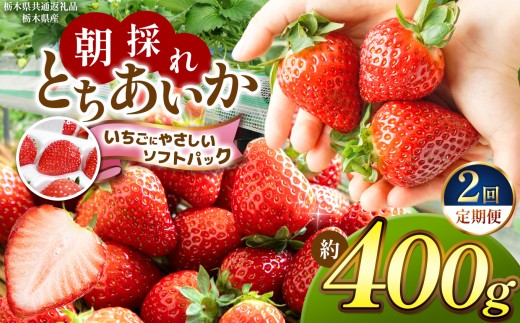 【先行予約】【定期便2回】【栃木県共通返礼品】朝採れいちご とちあいか【いちごに優しいソフトパックでお届け】約400g | いちご とちあいか お徳用 たっぷり 大粒 新鮮 甘い 美味しい 果物 デザート 栃木県 那珂川町