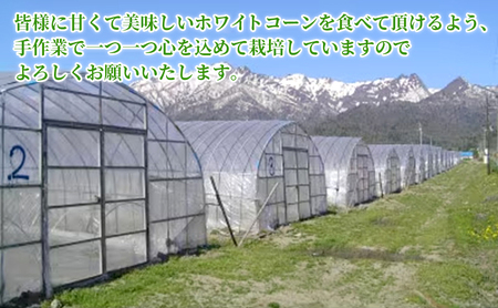 とうもろこし 富良野産 ホワイトコーン【12〜14本 計4.2kg以上】【先行予約】
