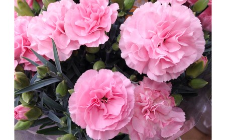 【先行予約】 母の日に！ カーネーション ピンク 2026年5月から順次発送 オンライン決済限定 花 花