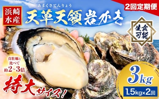 先行予約  牡蠣 カキ 天草天領 岩かき 特大 定期便 約 1.5kg 2回《2026年5月から出荷》海鮮 海産物 シーフード 魚貝類 かき 岩牡蠣 夏牡蠣 生食用 熊本県 苓北町 浜崎水産【配送不可地域あり】