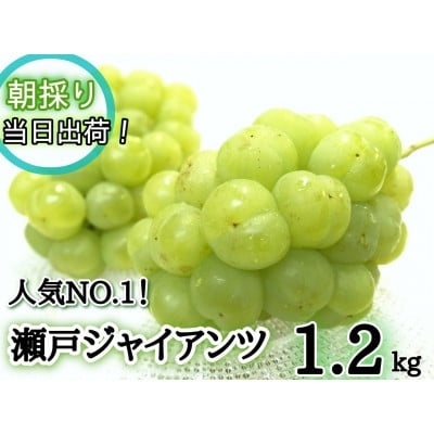 
            ＜産地直送＞フルーツ王国岡山　朝採り新鮮!人気ぶどう瀬戸ジャイアンツ1.2kg(2～3房)【1647732】
          