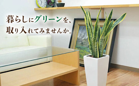 観葉植物 サンスベリア ローレンティ 7号 白 陶器鉢植え 75cm ロングスクエア/サンスベリア 鉢植え 観葉 植物 インテリア おしゃれ プレゼント/大村市/琴花園[ACYK044]