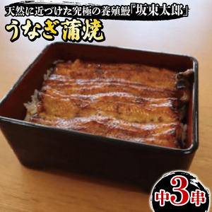 うなぎ 坂東太郎 蒲焼 中 3串 うなぎ うなぎ うなぎ 鰻 鰻 忠平