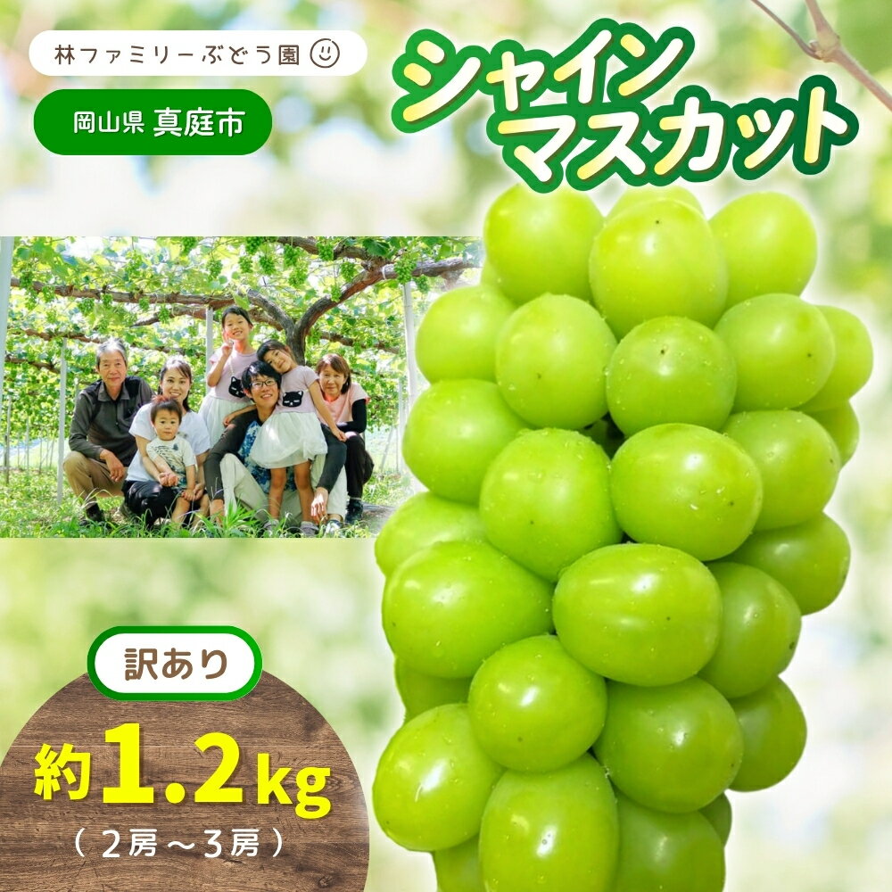 【ふるさと納税】【 訳あり 】岡山県産 林ファミリーのシャインマスカット 約1.2kg（約2～3房） 【2025年 先行予約 】 / 葡萄 ぶどう ブドウ マスカット 果物 フルーツ 新鮮 当日出荷 お買い得 家庭用 お試し ぶどう専門 岡山 真庭市
