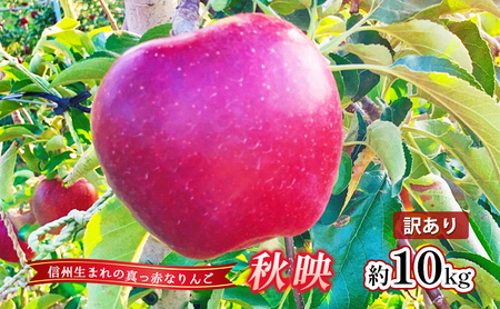 【2026年産】 訳あり りんご 秋映 約10kg 林檎 リンゴ 10kg 果物 くだもの フルーツ デザート 旬の果物 旬のフルーツ 訳アリ 長野県 長野