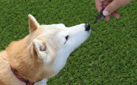 【ドッグフード】うなぎの頭ジャーキー 15個