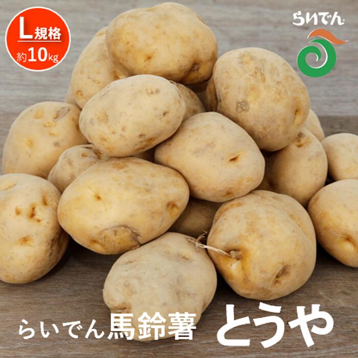 【ふるさと納税】2025年 8月 出荷 先行予約 らいでん 馬鈴薯 とうや L 規格 約10kg じゃがいも イモ 芋 ポテト 北海道 共和町 産地直送 JAきょうわ 野菜 　お届け：2025年8月下旬〜9月下旬迄