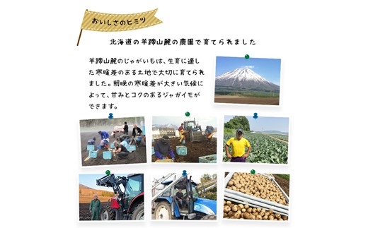 <早期予約>北海道ニセコ町 訳ありじゃがいも男爵10kg【2025年産】【3201001】