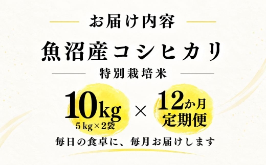 【12ヶ月定期便】【令和8年産 コシヒカリ】魚沼産コシヒカリ 特別栽培米 10kg(5kg×2袋) | 新潟県産コシヒカリ 魚沼産こしひかり 米 お米 こしひかり 白米 精米 ブランド米 津南町 米処