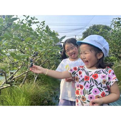 ふるさと納税 宗像市 数量限定大粒ブルーベリー(500g) 栽培期間中農薬不使用【えのさんのブルーベリー園】_HA1356