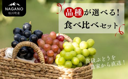 
                  ぶどう食べ比べセット（シャインマスカット／ナガノパープル／ピオーネ／クイーンニーナ／クイーンルージュ®）【数量限定】/ 9月上旬〜下旬頃発送予定 // 長野県 南信州 松川町 種なし 皮ごと 食べ比べ 詰め合わせ 産地直送 農家直送 贈答 新鮮 シャイン ニーナ ピオーネ 希少 果物 フルーツ KG08 KG11 KG13 KG14 KG18
                