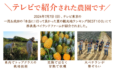 ＜訳あり！＞2026年先行予約　大きさ不揃いお得！箱にいっぱいスナックパイン9kgセット