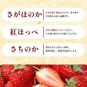 【贈答用】 いちご 12～15個 いちごひめ 3品種から1品種 さがほのか さちのか 紅ほっぺ