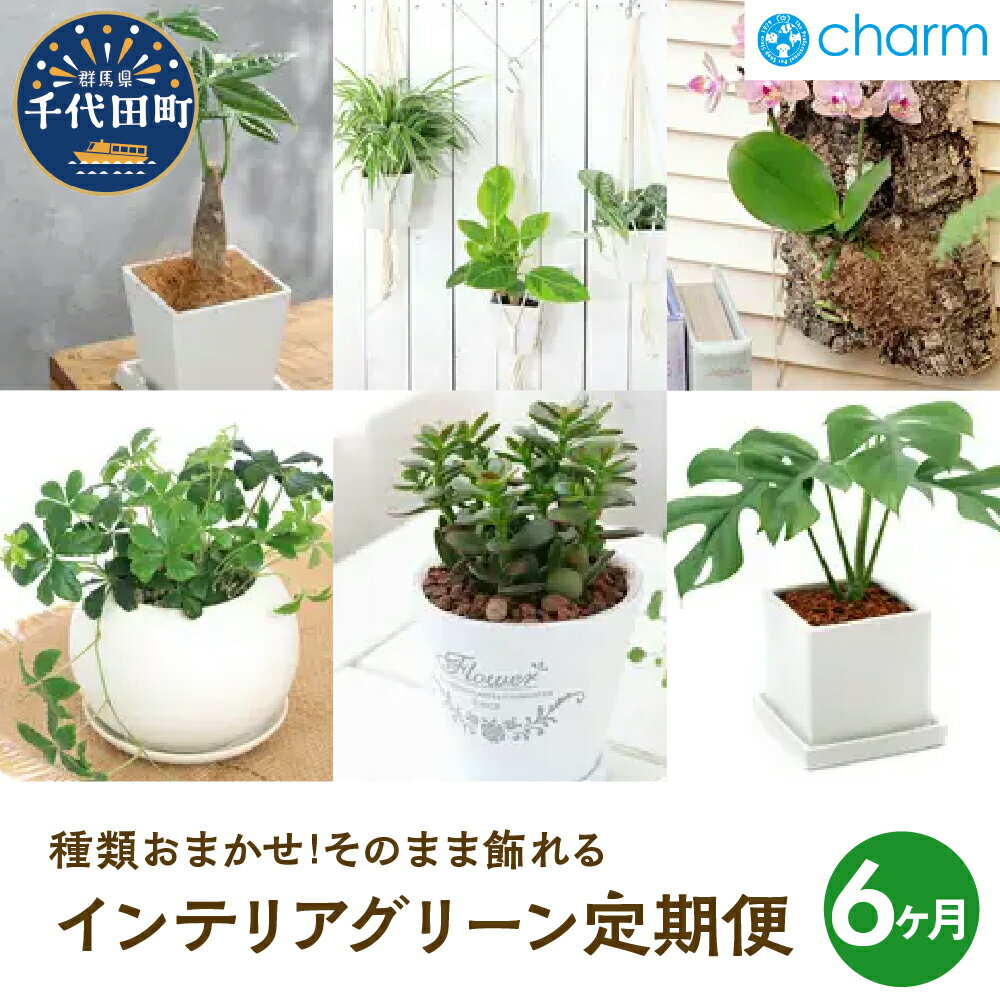 【ふるさと納税】植物 定期便 6ヶ月 植物専門店 が 選ぶ ｢ そのまま 飾れる インテリアグリーン｣ インテリア おしゃれ おまかせ 送料無料 株式会社チャーム 群馬県 千代田町