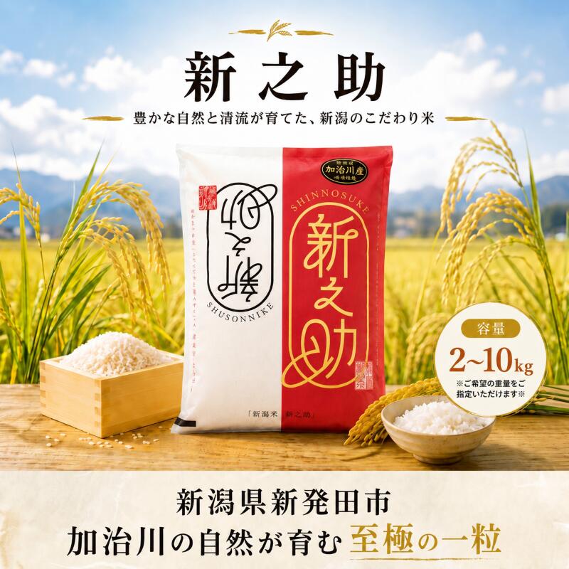 【ふるさと納税】 加治川産新之助 令和7年産 新潟県産 新之助 2kg 5kg 10kg（5kg×2袋） 加治川産 新発田産 新潟 ふるさと納税 精米 お米 新之助 白米 米 こめ ご飯 ごはん 美味しい 贈り物 国産 新潟県 新発田市 お取り寄せ 産地直送 GAP認証 JGAP アグリ加治川 agk004P