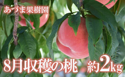 【ふるさと納税】No.1758もも　8月収穫の桃　品種お任せ　約2kg【2025年発送　先行予約】