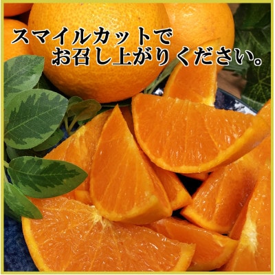 極撰柑橘【雅プレミアム】糖度保証・光センサー合格品「 せとか 」約2キロ【D39−62】【配送不可地域：離島】【1614238】