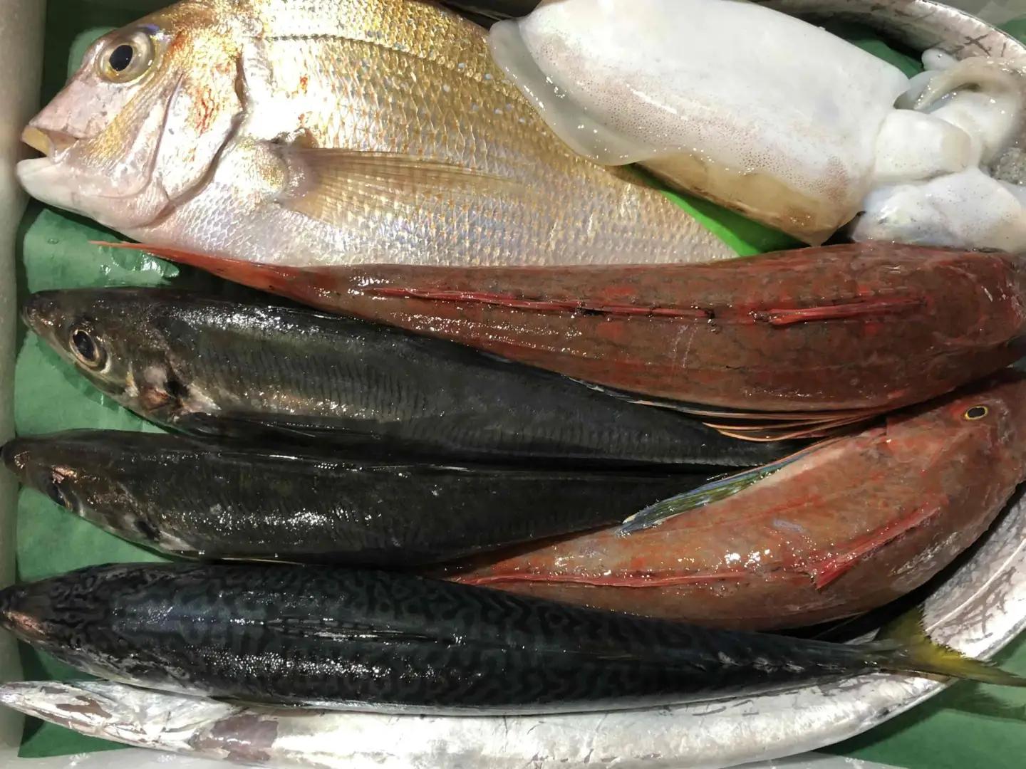 竹中水産の八幡浜発!「朝獲れデイリー鮮魚BOX」1.5kg【C22-277】【配送不可地域：離島・北海道・沖縄県】【1298414】 YWTM094