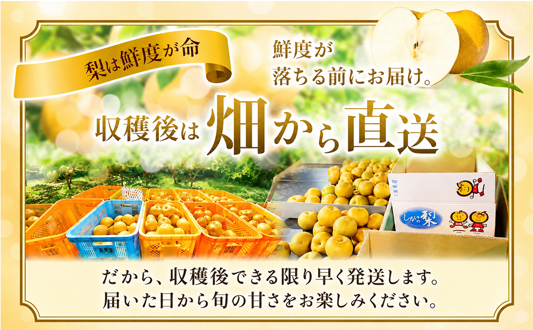 【2027年発送先行予約】 幸水3kg 贈答用