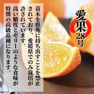 【早期予約受付中！2024年12月～順次発送】【愛果28号】約2.5ｋｇ＋痛み保障300ｇ(ご家庭用)（ みかん 先行予約 蜜柑 柑橘 果物 みかん くだもの フルーツ 数量限定 おすすめ みかん 愛