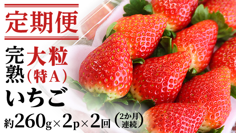 【2ヵ月 定期便】 完熟 いちご 定期便！ 2パック × 2回 合計 4パック （1P260g） 定期便 国産 いちご イチゴ 苺 果物 かおり野 とちおとめ やよいひめ フルーツ 茨城県産 KEK [BC073sa]