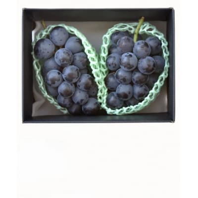 【発送月固定定期便】採りたて!フルーツ定期便全6回【配送不可地域：離島・沖縄県】