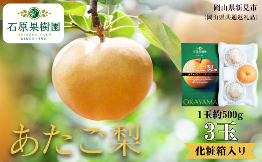 あたご梨 3玉 贈答 化粧箱 赤秀 約500g玉【先行予約 2026年11月中旬から順次発送】