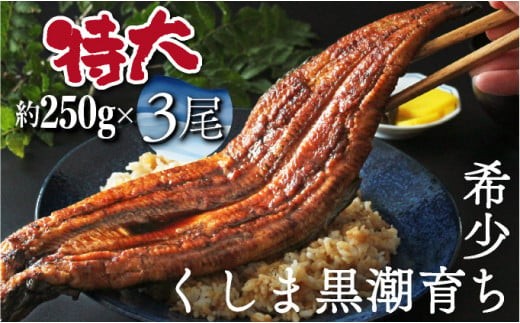 【数量限定】特大くしまの黒潮うなぎ蒲焼３尾（合計750g前後）_K023-008