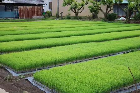 新米 [定期便／6ヶ月連続][令和8年産／10月中旬より順次発送] 伊勢原産 精米 10kg (5kg×2袋) はるみ 農家直送！亀井さんちのうんめぇ！自家製米 [1141]