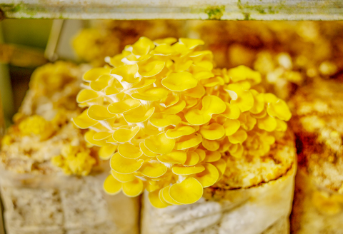 プロが厳選！オーガニックきのこ５種盛り(1.5kg)【しいたけ きくらげ ひらたけ たもぎたけ なめこ 黒あわびたけ やまぶしたけ おまかせ 厳選】