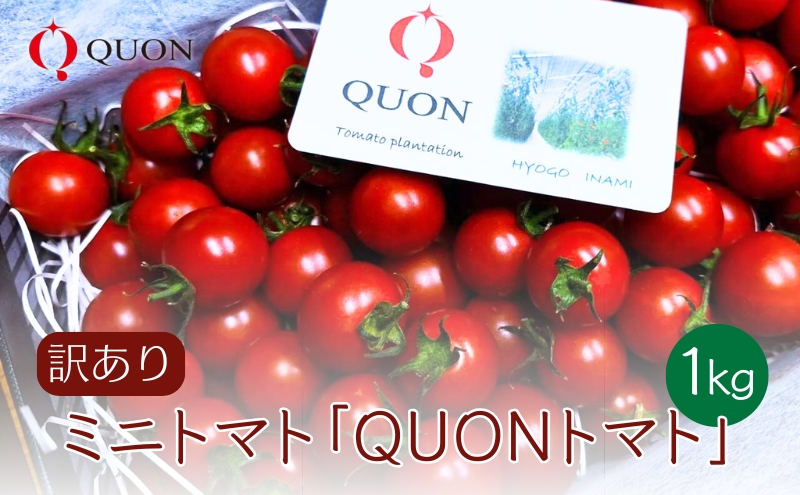 訳あり ミニトマト 「 QUONトマト 」 サイズ混合 1kg 化粧箱入[ QUON 甘い トマト 志づ華乃 高糖度 ご家庭用 ]