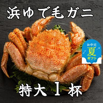 ふるさと納税 紋別市 【お中元】流氷明け浜ゆで毛ガニ　特大1杯