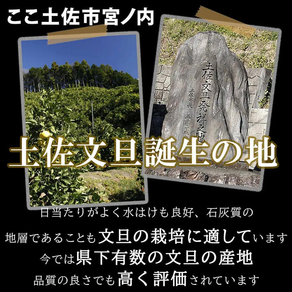 【先行予約】【訳あり】土佐文旦 B級品 (約5〜7個入り) 約3kg 高知県土佐市 【株式会社SHIRAKI】 [BQAI014]