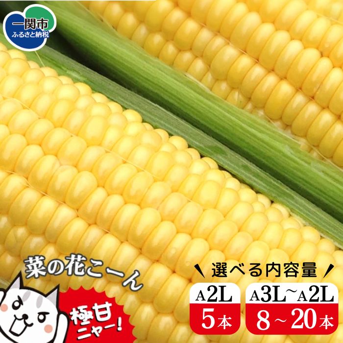 【ふるさと納税】菜の花こーん 選べる内容量 A2Lサイズ 5本 A3L〜A2Lサイズ 8〜20本 とうもろこし コーン ふるさと納税 高糖度 16〜20度 甘い 濃厚 フルーツ 朝採れ 栄養豊富 無農薬 有機栽培 農家直送 旬 最高級品質 高評価 岩手県 一関市【先行予約 7月中旬以降発送予定】