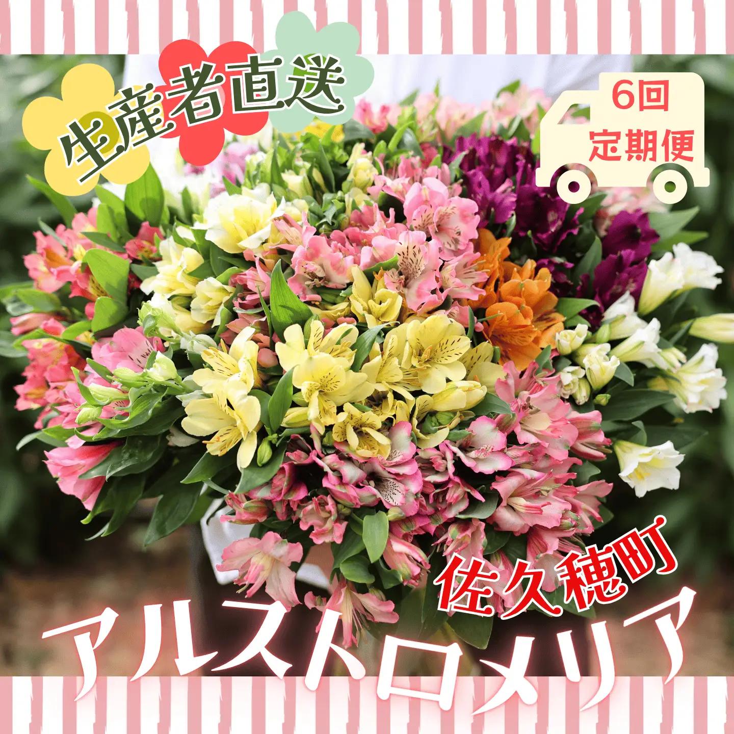 定期便６回便　切り花 アルストロメリア【上級品・生花　花丈80cm・35本前後】4～9月（KS-T503）