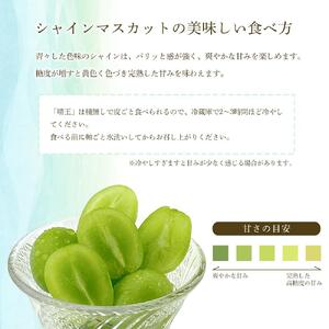 【定期便 全2回】2026年先行予約 プレミアム　シャイン　マスカット  晴王 1房 約600g  2回定期便　９月・１０月に１回づつお届け　岡山県産　船穂産　赤秀品  種無し 皮ごと食べる 旬の美味