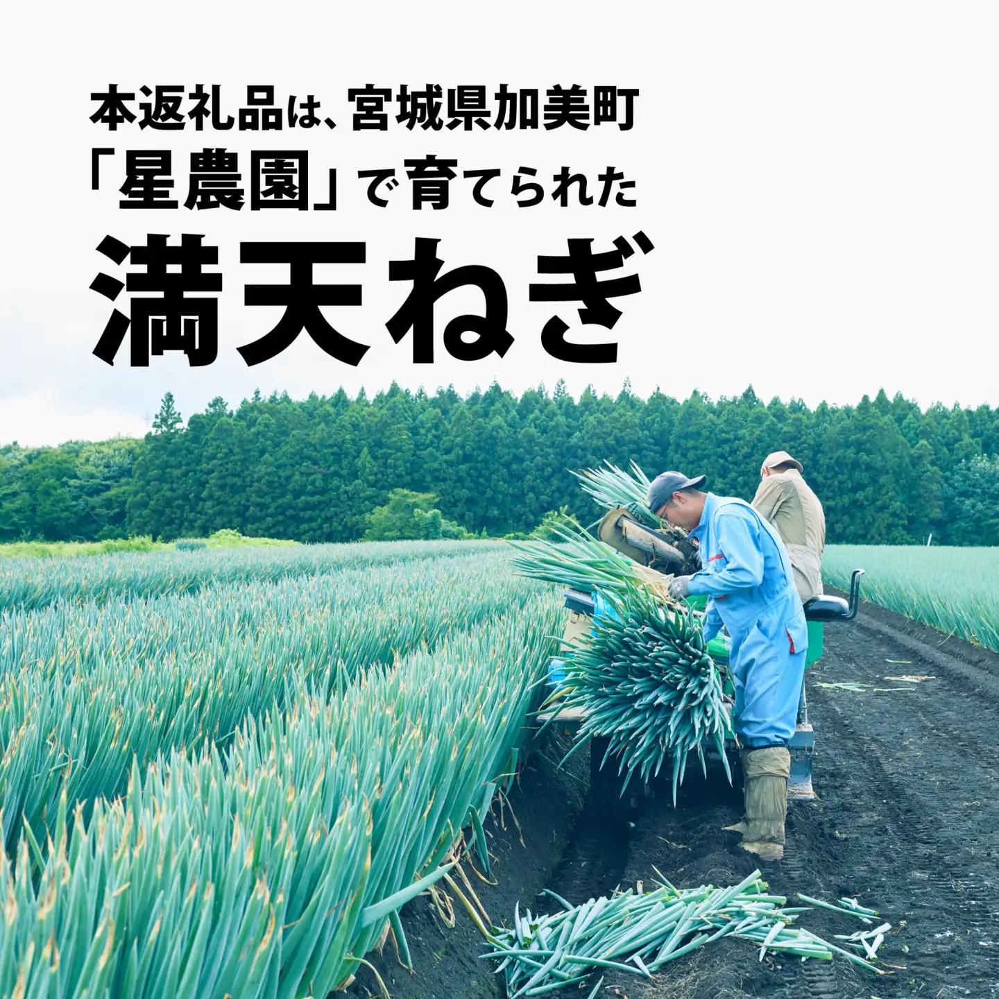 【先行予約】 長ネギ 3kg 2Lサイズ 満天ねぎ 加美町産 星農園 | 長ネギ 3kg 2Lサイズ 満天ねぎ 宮城県 加美町 星農園 先行予約 産地直送 甘み 旨味 みずみずしい ジューシー とろみ