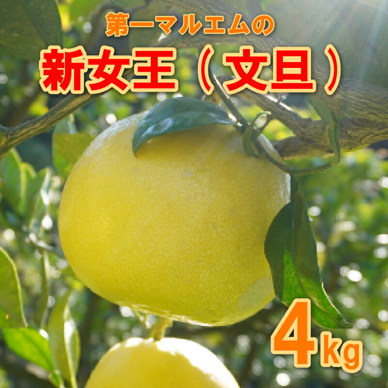 【ふるさと納税】 文旦 新女王 4kg 7000円 みかん mikan 蜜柑 ミカン ぶんたん 産地直送 国産 農家直送 期間限定 数量限定 特産品 ゼリー ジュース アイス 冷凍 みかん 等に 人気 甘い フルーツ 果物 柑橘 おいしい ジューシー 健康 第一マルエム 愛南町 愛媛県