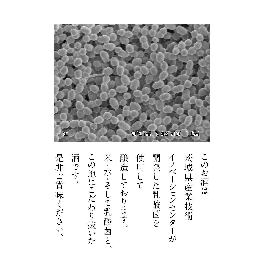 《 テレビで紹介 》真壁 MAKABE 火入れ 500ml 地酒 純米吟醸 日本酒 米 村井醸造 国産 乳酸菌 お酒 アド街ック天国 アド街 [ET002sa]