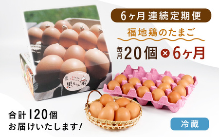 【6ヶ月連続お届け】 福井ブランド 「福地鶏」 の卵 20個 濃厚で甘くておいしい！  定期便 ／ 卵 たまご 鶏卵 生卵 有精卵 高級 高級卵 福地鶏 鶏 平飼い 美味しい こだわり 6ヶ月 定期便