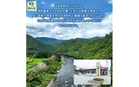 【少量多品種】 四万十育ちの地採れ 野菜セット （6〜8種類）野菜 ／Qjs-A21