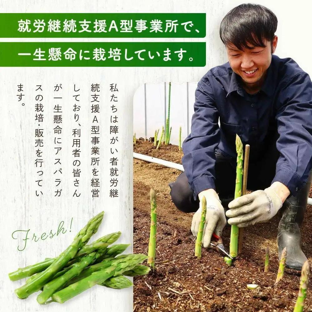 【2026年発送】ひだっこアスパラガス1.5kg |  産地直送 春 夏野菜 アスパラガス CM004VC01
