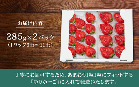 【先行予約】【その日一番のあまおうを即日出荷！】 本格 あまおう ( 285g × 2パック) 【2026年1月以降順次発送】いちご 苺 糸島市 / みのりのりん [ABD002] ランキング 上位 