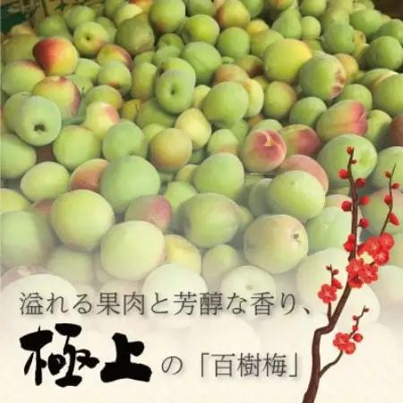 【希少な大玉】和泉市産 百樹梅150g×3パック　大粒厳選 豊かな香りと肉厚な果肉[なやファーム]【1741266】