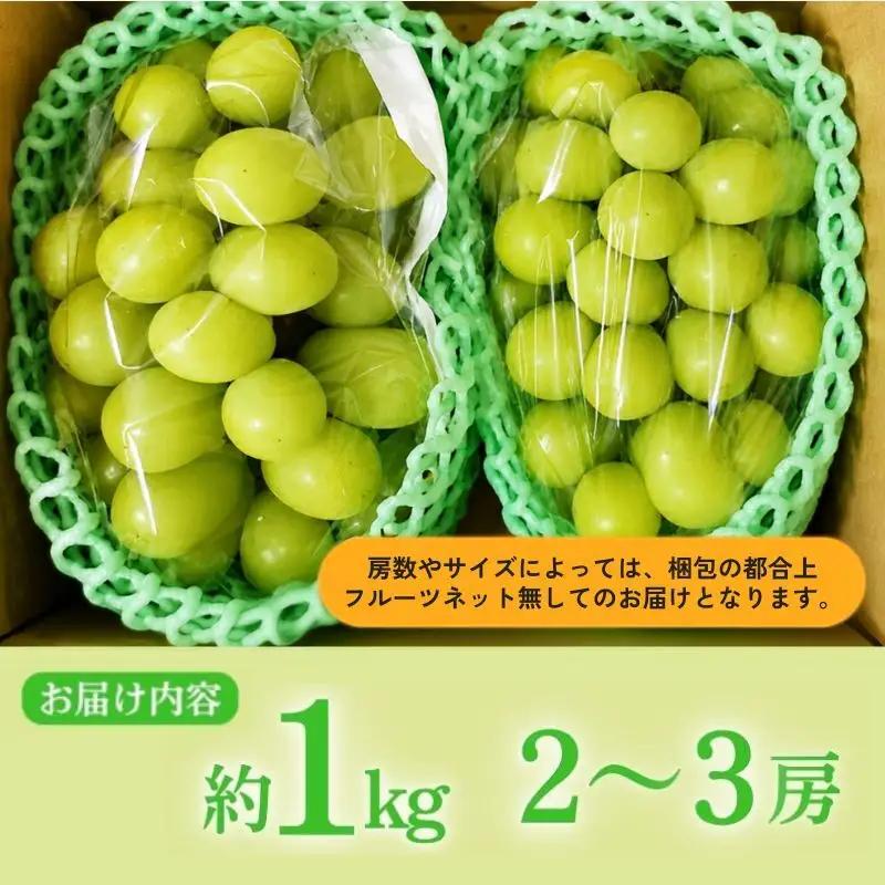 【2026年産】シャインマスカット 信州上田産 2房～3房 約1kg ぶどう 葡萄 ブドウ マスカット 1kg 果物 くだもの フルーツ デザート 旬の果物 旬のフルーツ 長野県 長野