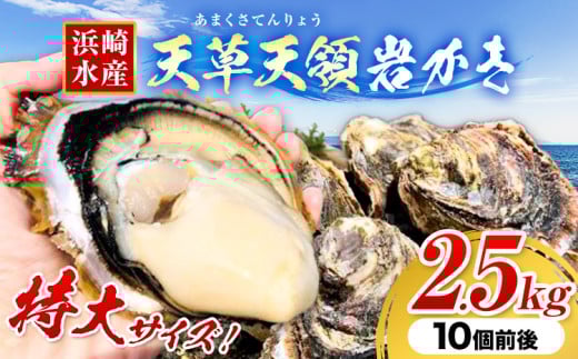 浜崎水産の天草天領岩かき 約2.5kg 《4月上旬-7月末頃出荷》 【配送不可地域あり】 海鮮 海産物 海の幸 シーフード 魚貝類 かき 牡蠣 岩かき 岩牡蠣 夏牡蠣 生食用 生もの 濃厚 熊本県 苓北町