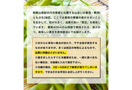 【数量限定】和歌山県産鞆渕の黒大豆枝豆 約1kg(200g×5袋入り) 紀の川市厳選館《10月上旬-11月上旬頃出荷》 和歌山県 紀の川市 豆 枝豆