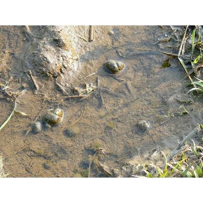 ふるさと納税 南魚沼市 令和6年産 《語り伝えられる地》南魚沼しおざわ産コシヒカリ5Kg(白米) |  | 01