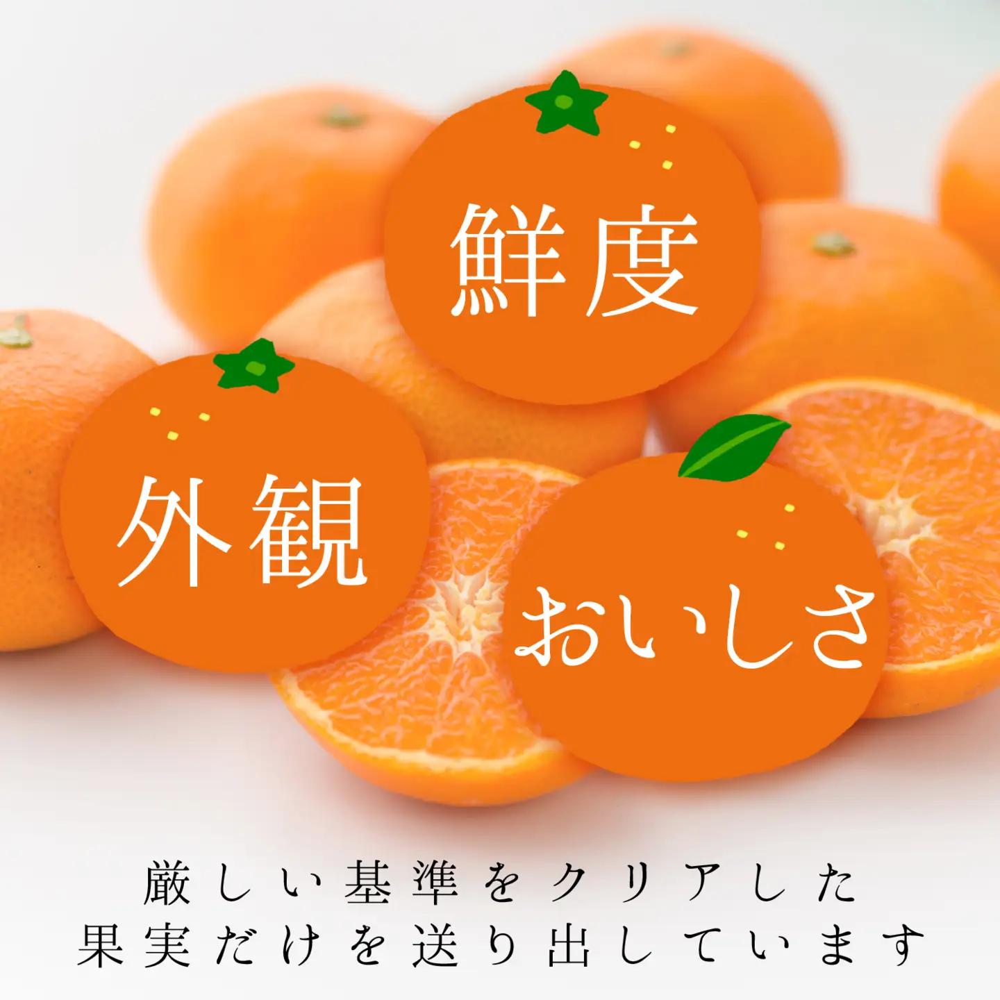 【先行受付】コウ果樹園の家庭用【せとか】約3.5kg【C33-31】【1441231】 YWTG013