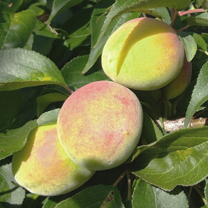 ＜6月発送＞厳選 紀州南高梅(青梅)5kg+150g(傷み補償分)【梅干し・梅酒・梅ジュース】【配送不可地域：離島・北海道・沖縄県】【1350518】